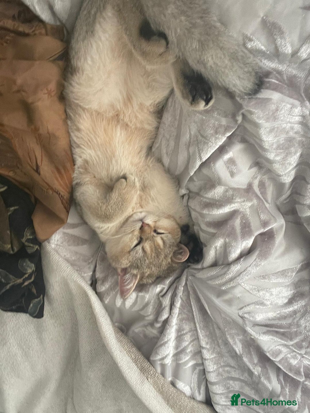 British Shorthair cats for sale: Caring, loving Pure BSH Golden Boy Available  - Image 4