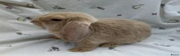 Dwarf Lop rabbits for sale: Beautiful Dwarf Lop Bunnies - Advert 9