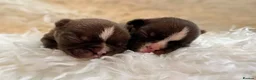 Boston Terrier dogs for sale: Boston Terrier pups  - Advert 3