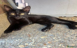 Mixed Breed cats for sale: White / Odd eye / black  Russian mix kittens /  - Image 27