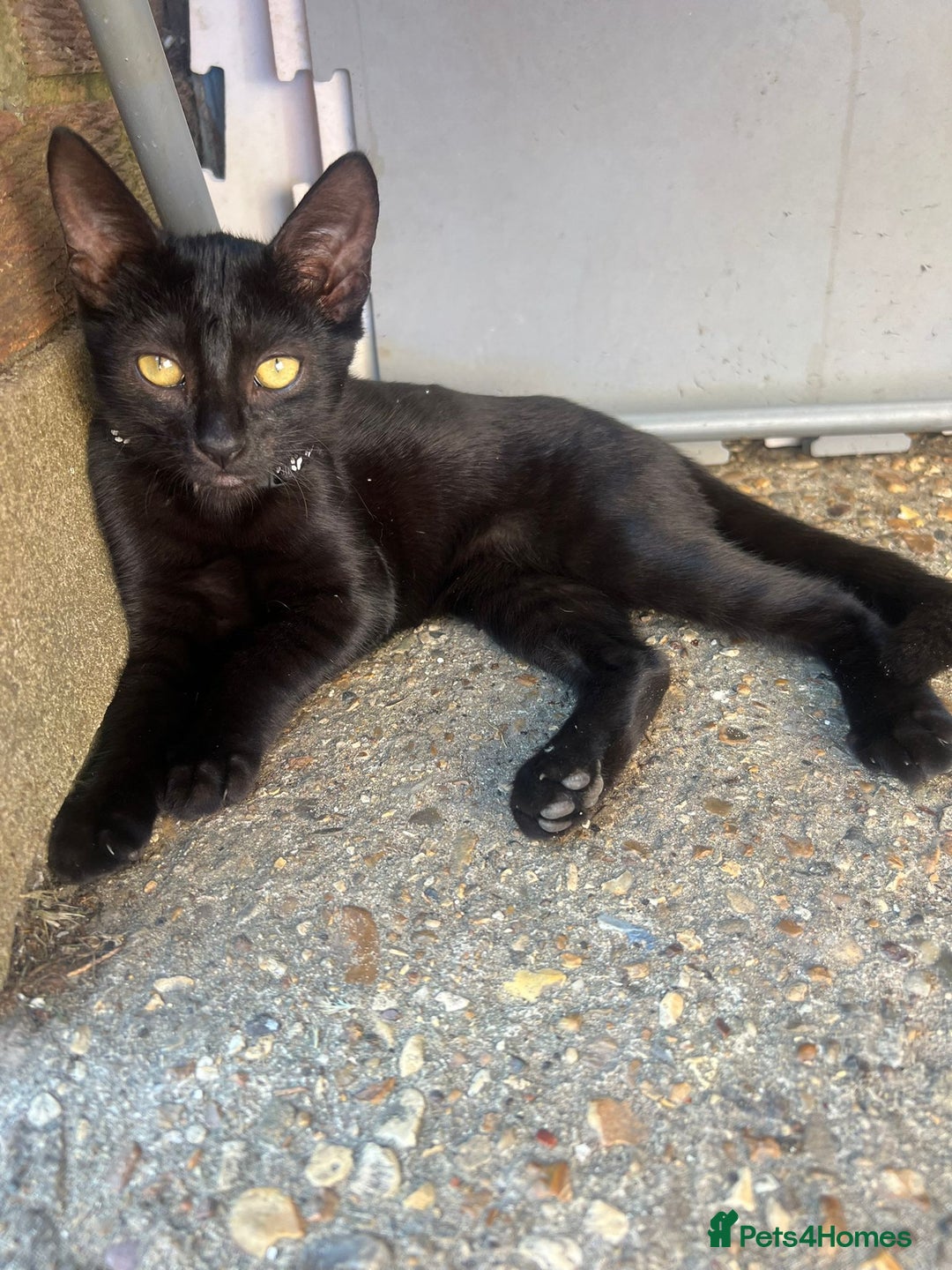 Mixed Breed cats for sale: White / Odd eye / black  Russian mix kittens /  - Image 27