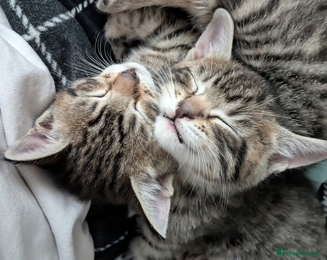 Bengal cats for sale: Spotted Bengal kittens ready now - Advert 12