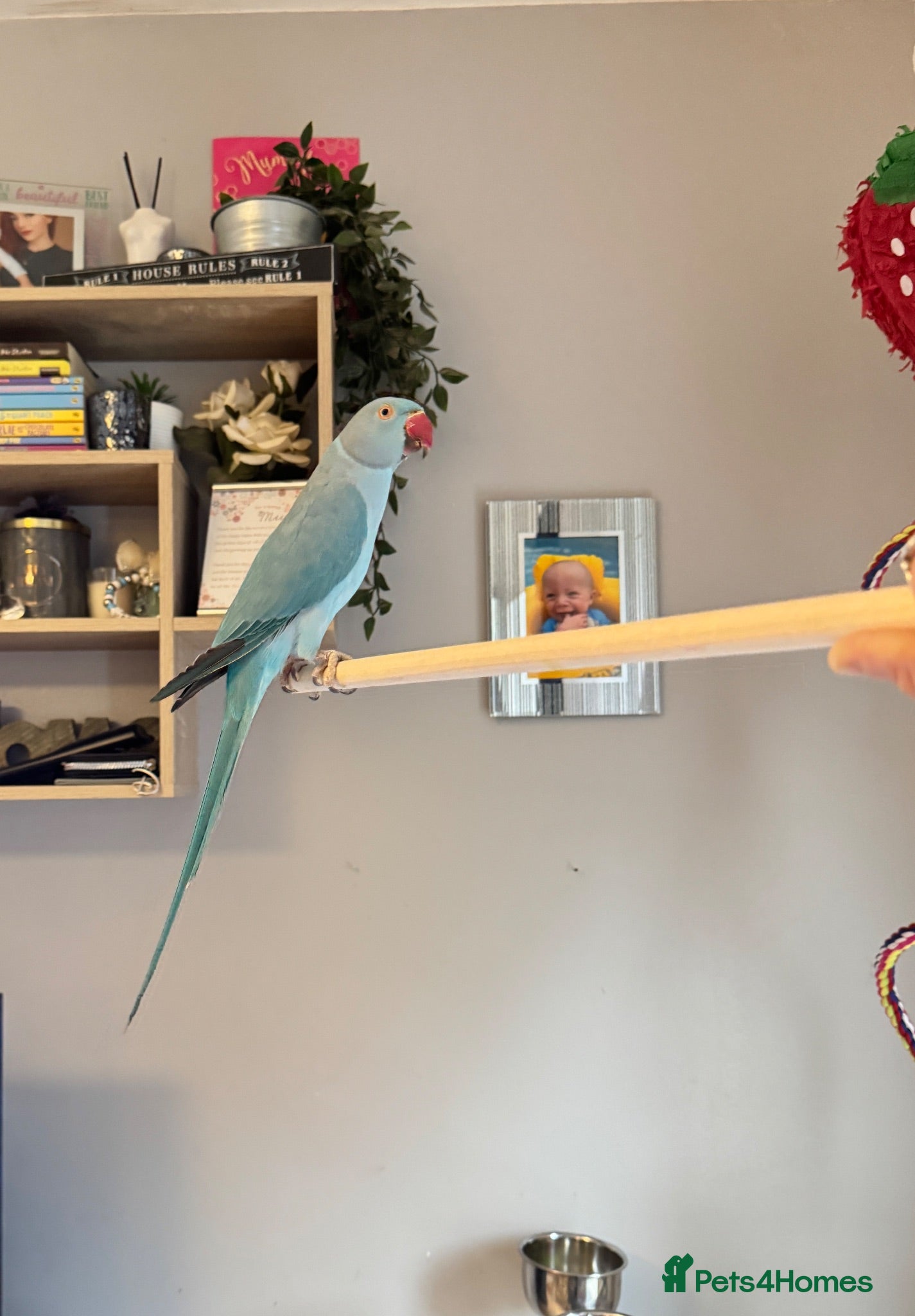 Ringnecks birds Male IRN - Advert 7