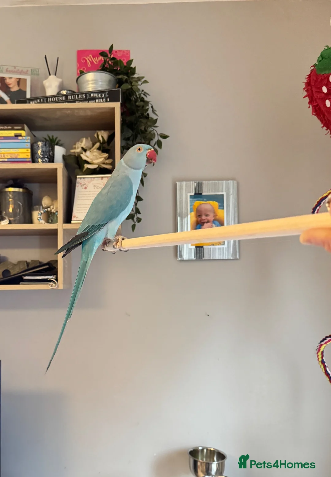 Ringnecks birds for sale: Male IRN - Advert 1