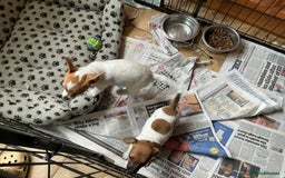 Jack Russell dogs for sale: 2 Beautiful purebred female Jack Russell  puppies - Image 5