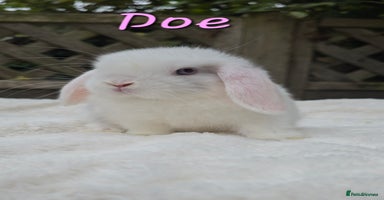 Mini Lop rabbits - Advert 5