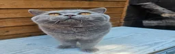 British Shorthair cats for sale: Gccf Lilac Male 10 mths old - Advert 6