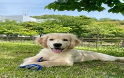 Golden Retriever dogs for sale: Daisy House Trained Retriever Healthy Puppy - Image 3