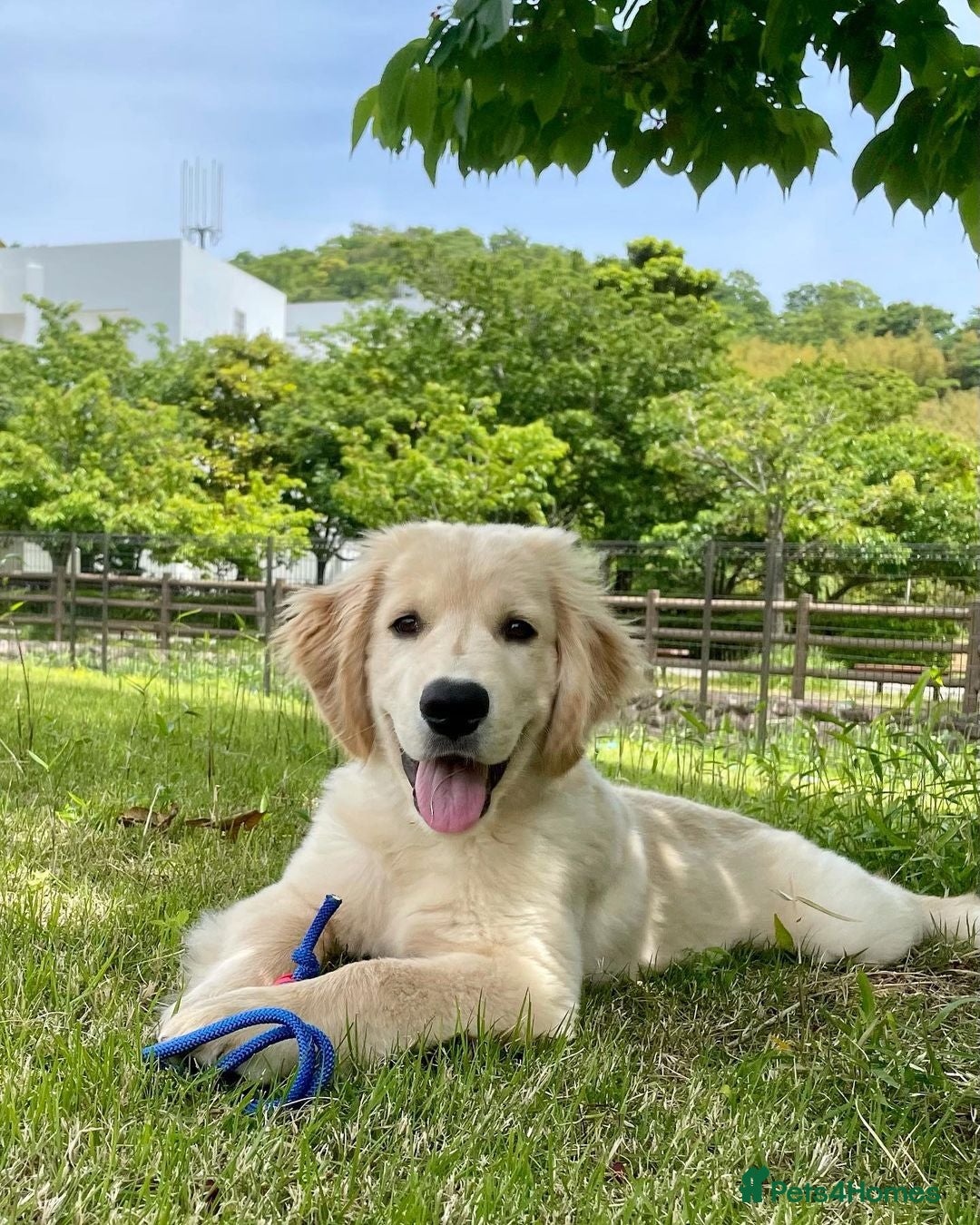 Golden Retriever dogs for sale: Daisy House Trained Retriever Healthy Puppy - Image 3
