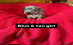 Jack Russell dogs for sale: Rare coloured miniature Jack Russel puppies  - Image 4