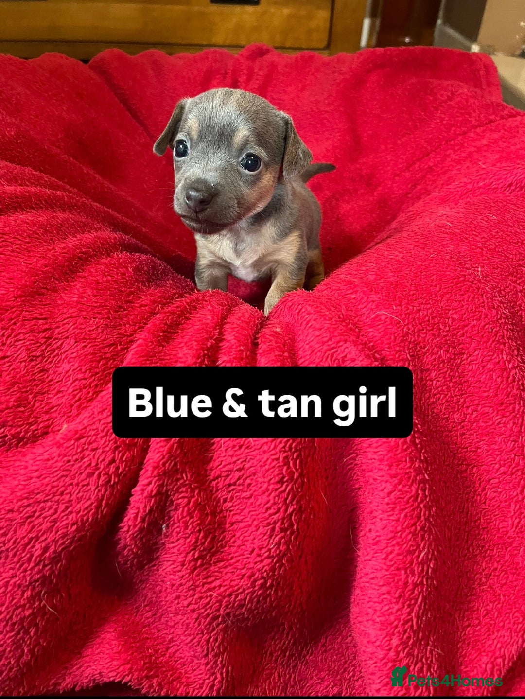 Jack Russell dogs for sale: Rare coloured miniature Jack Russel puppies  - Image 4