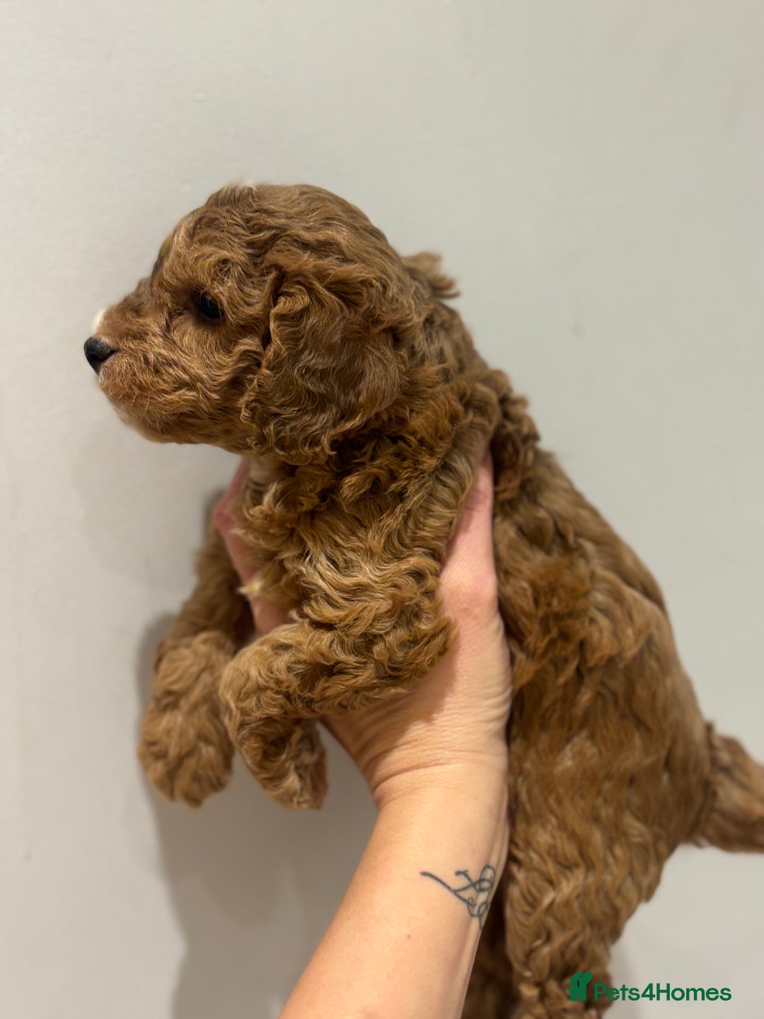 Cockapoo dogs for sale: Stunning cockapoo puppies - Advert 22