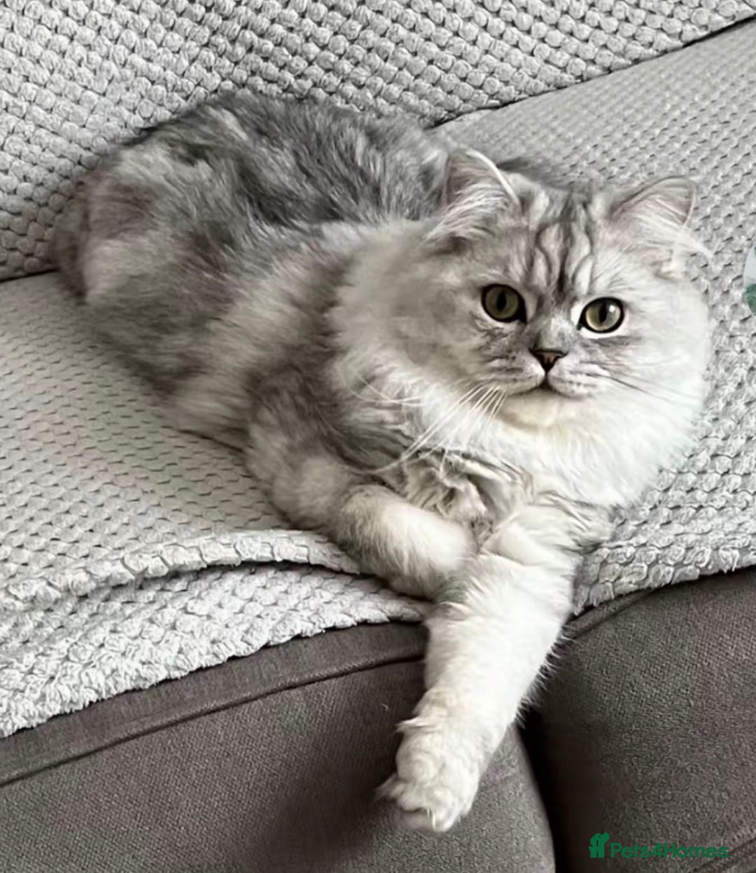 Persian cats for sale: Fabulous Persian chinchilla kittens - Advert 8