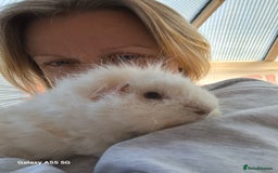 Guinea Pig rodents for sale: White guinea pig - Image 6