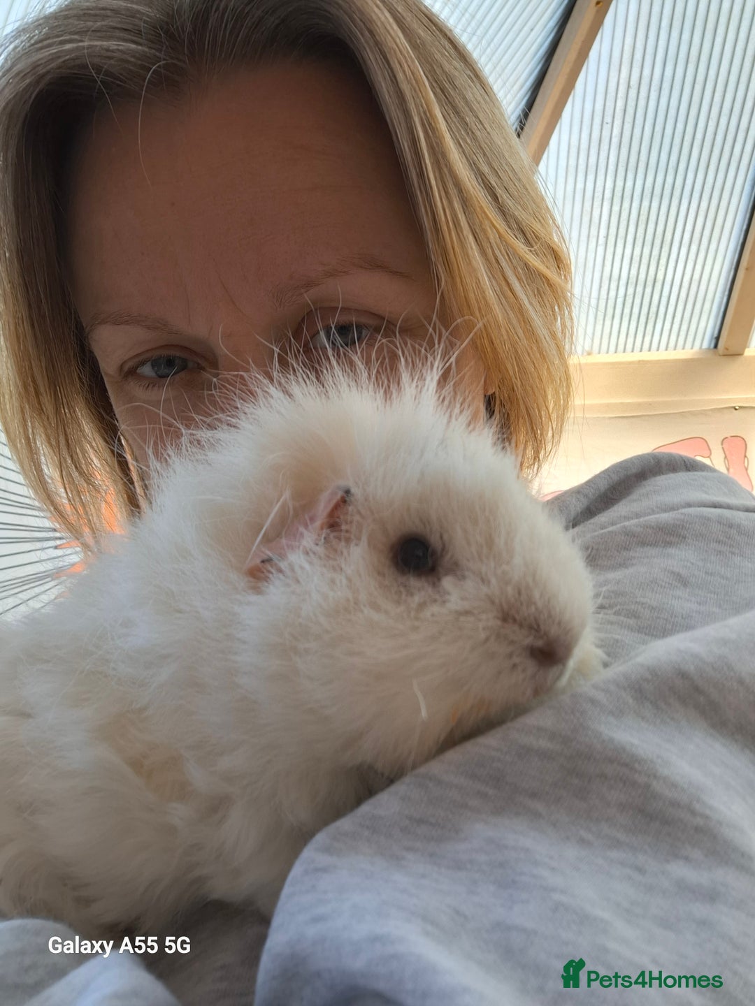 Guinea Pig rodents for sale: White guinea pig - Image 6