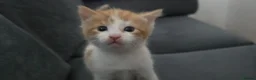 Mixed Breed cats for sale: Beautiful Kittens Looking for Their Forever Homes - Advert 7