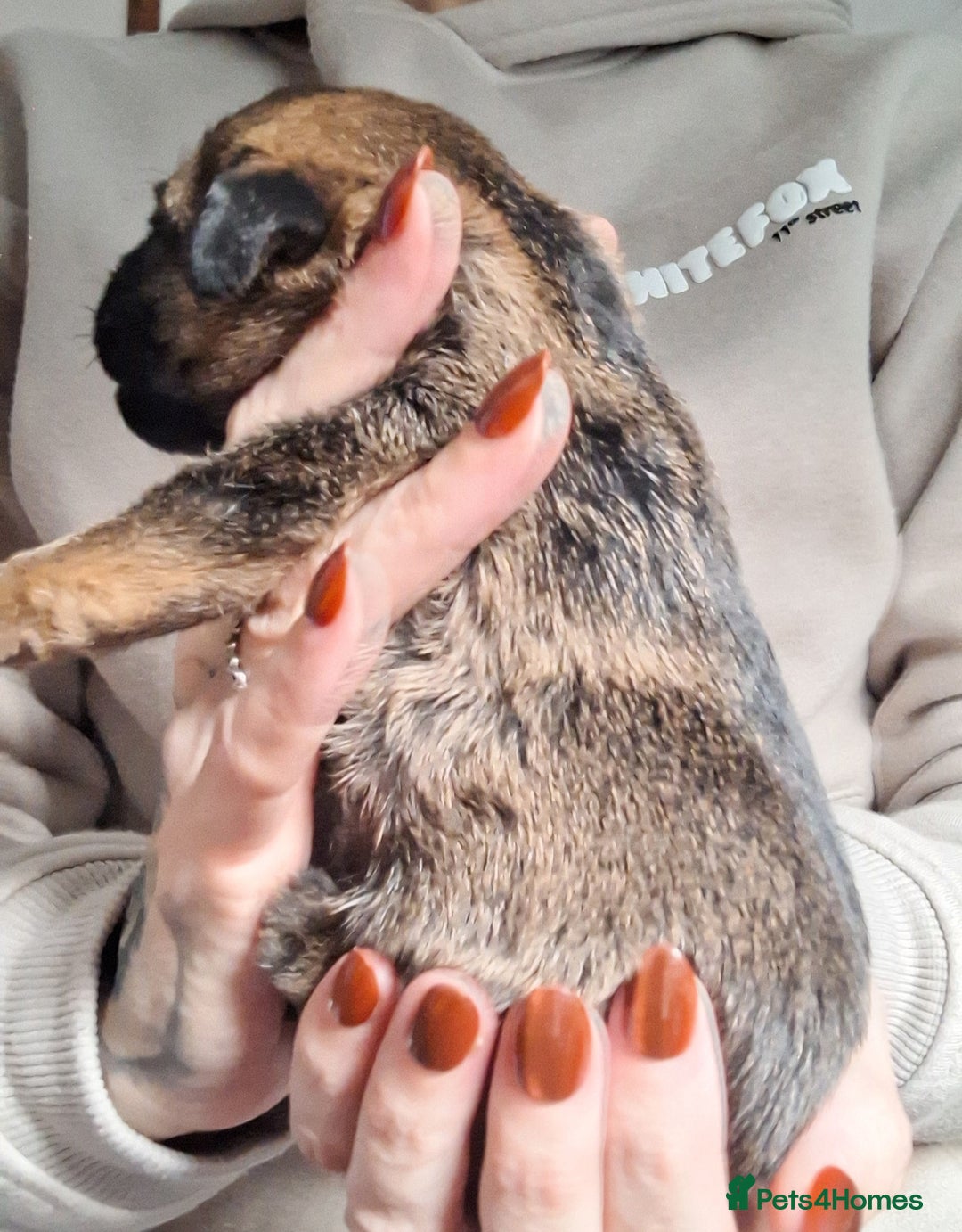 Border Terrier dogs for sale: Border Terrier Puppies - Advert 5