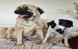 Mixed Breed dogs for adoption: TEDDY - Romanian Carpathian Shepherd Dog - Image 4
