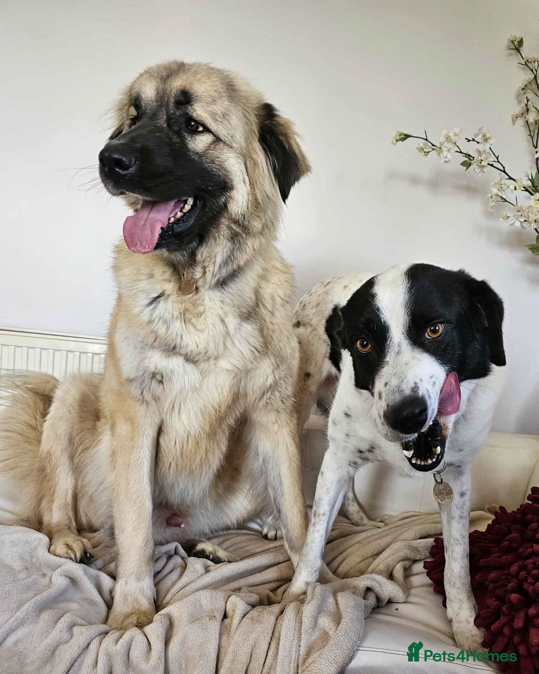 Mixed Breed dogs for adoption: TEDDY - Romanian Carpathian Shepherd Dog - Image 4