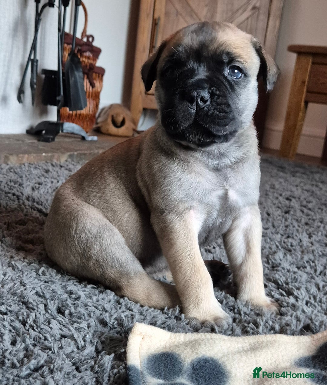Bullmastiff dogs for sale: Beautiful Bullmastiff Puppy - Advert 3