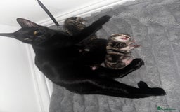 Mixed Breed cats for sale: 4 kittens for sale  - Image 3