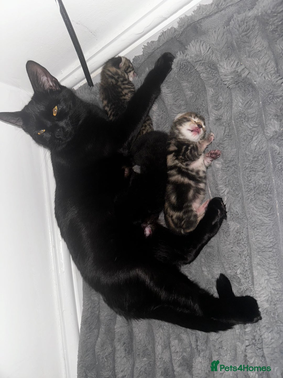 Mixed Breed cats for sale: 4 kittens for sale  - Image 3