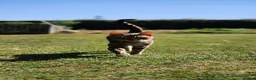 Bengal cats for sale: Male bengal  - Advert 3