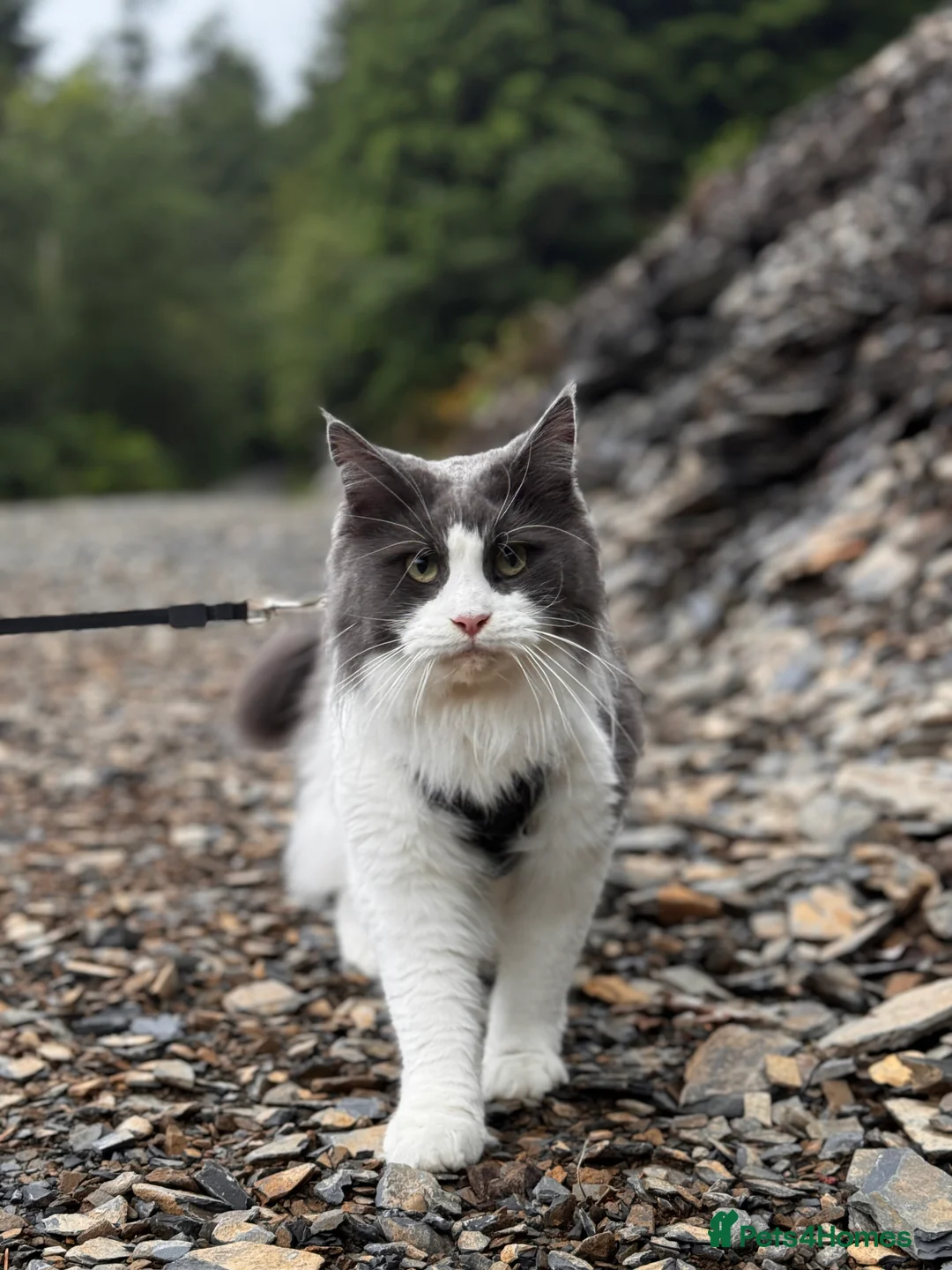 Ragdoll cats for sale: Main coon ragdoll mix - Advert 6