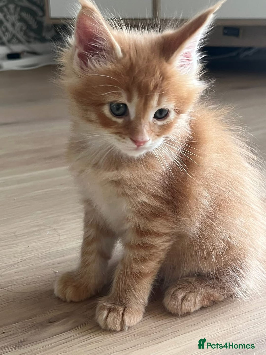 Maine Coon cats for sale: GCCF Registered Maine Coons Ready 16th August  in Banbury - Image 27