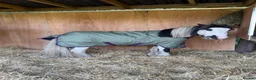 Irish Cob horses for sale: Cob Gelding  - Advert 3