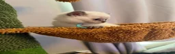 British Shorthair cats for sale: Beautiful British shorthair kittens - Advert 4