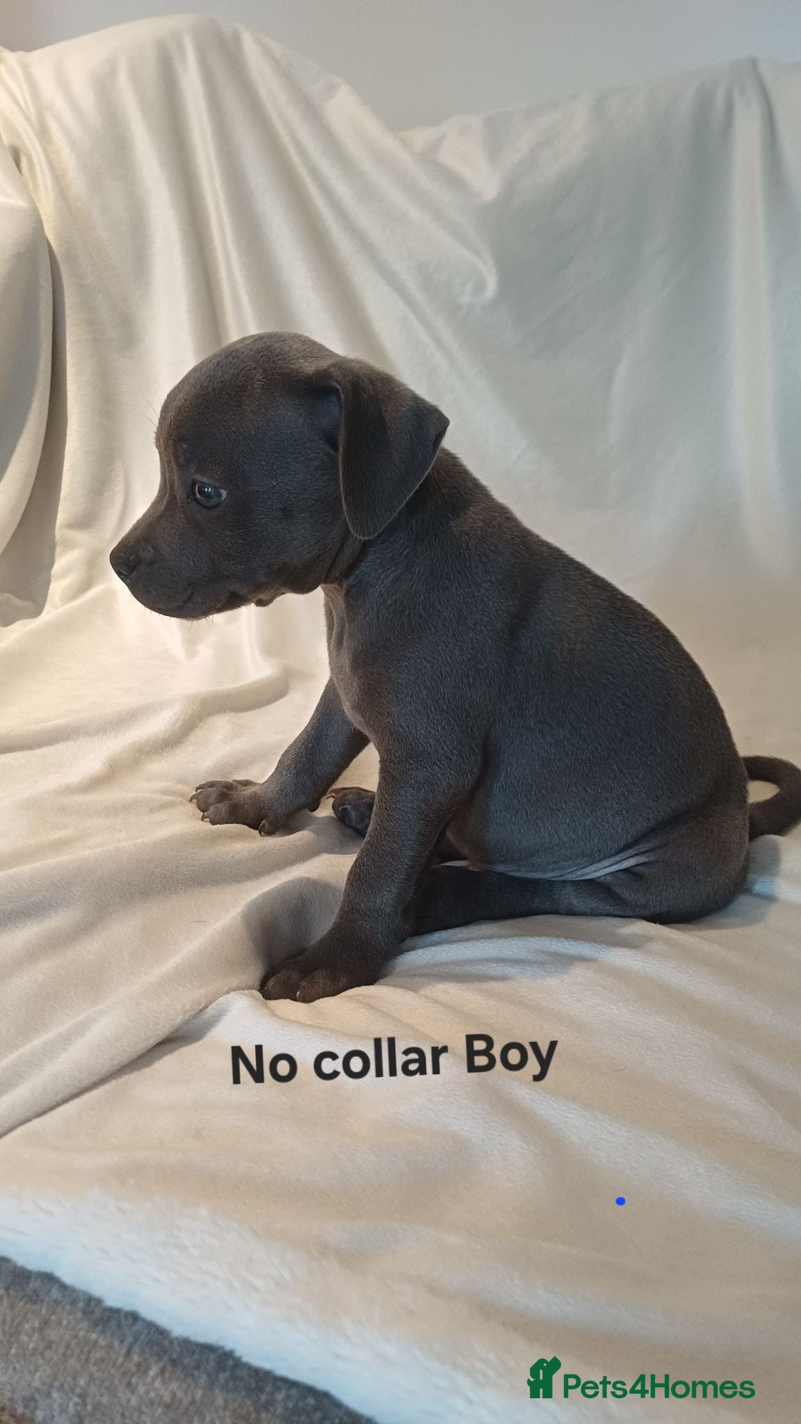 Staffordshire Bull Terrier dogs Blue Staffy Puppies - Advert 2