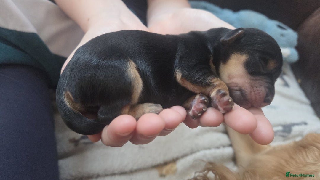 Mixed Breed dogs for sale: Corkie pups for sale - Advert 5