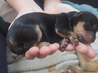 Mixed Breed dogs Corkie pups for sale - Advert 10