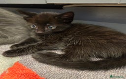 Mixed Breed cats for sale: 5 beautiful kittens looking for their forever home - Image 11