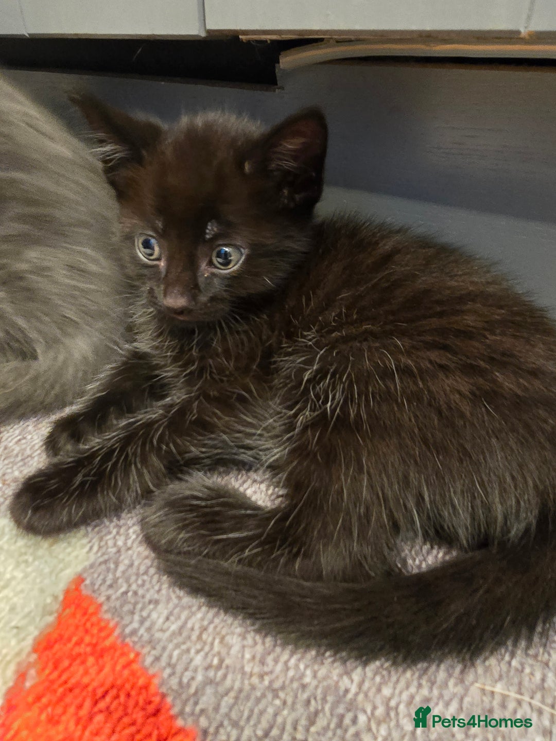 Mixed Breed cats for sale: 5 beautiful kittens looking for their forever home - Image 11