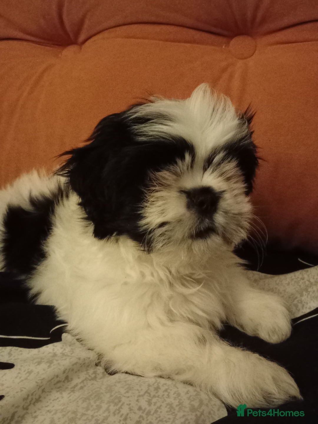 Shih Tzu dogs for sale: Beautiful Miniature Imperial Shih Tzu puppy  - Advert 1