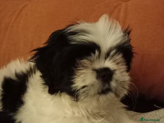 Shih Tzu dogs Beautiful Miniature Imperial Shih Tzu puppy - Advert 6