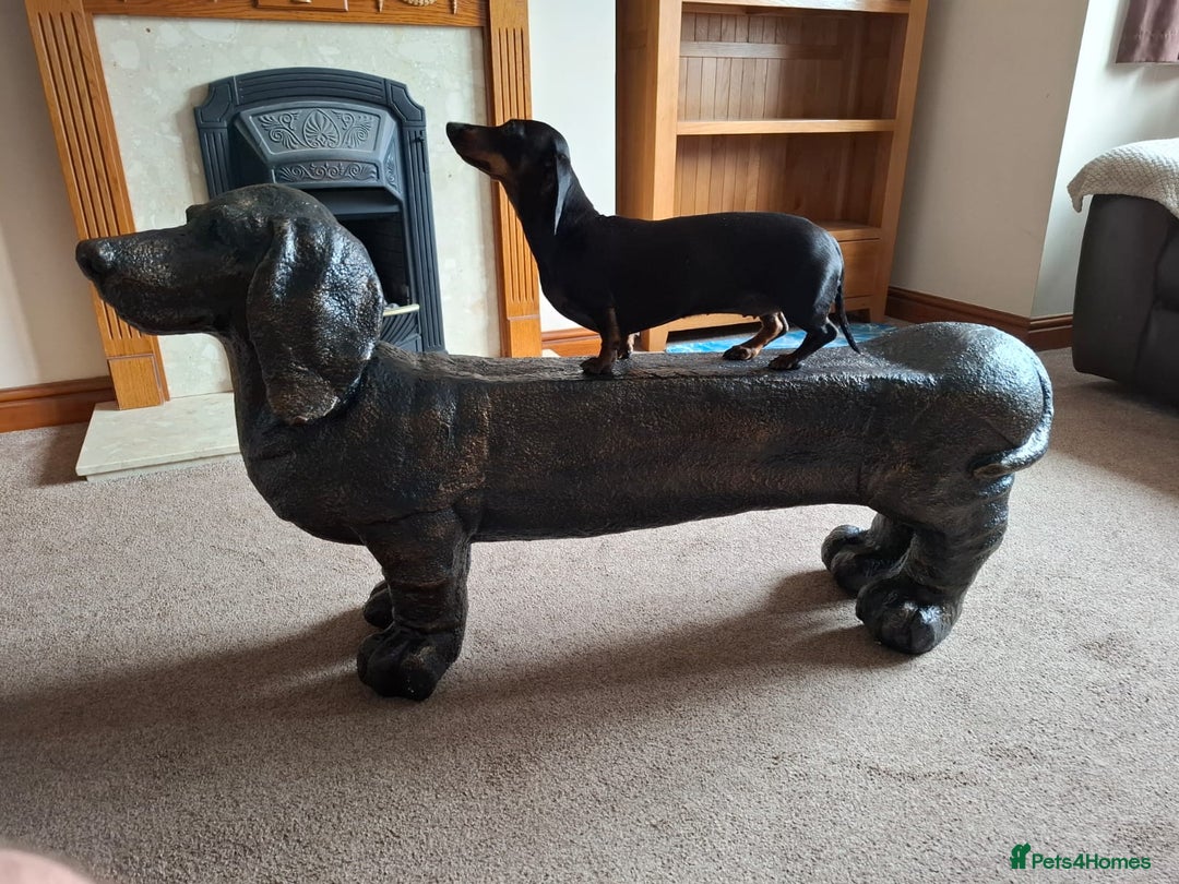 Miniature Dachshund dogs for stud: Female Minature Daschaund looking for stud - Image 3