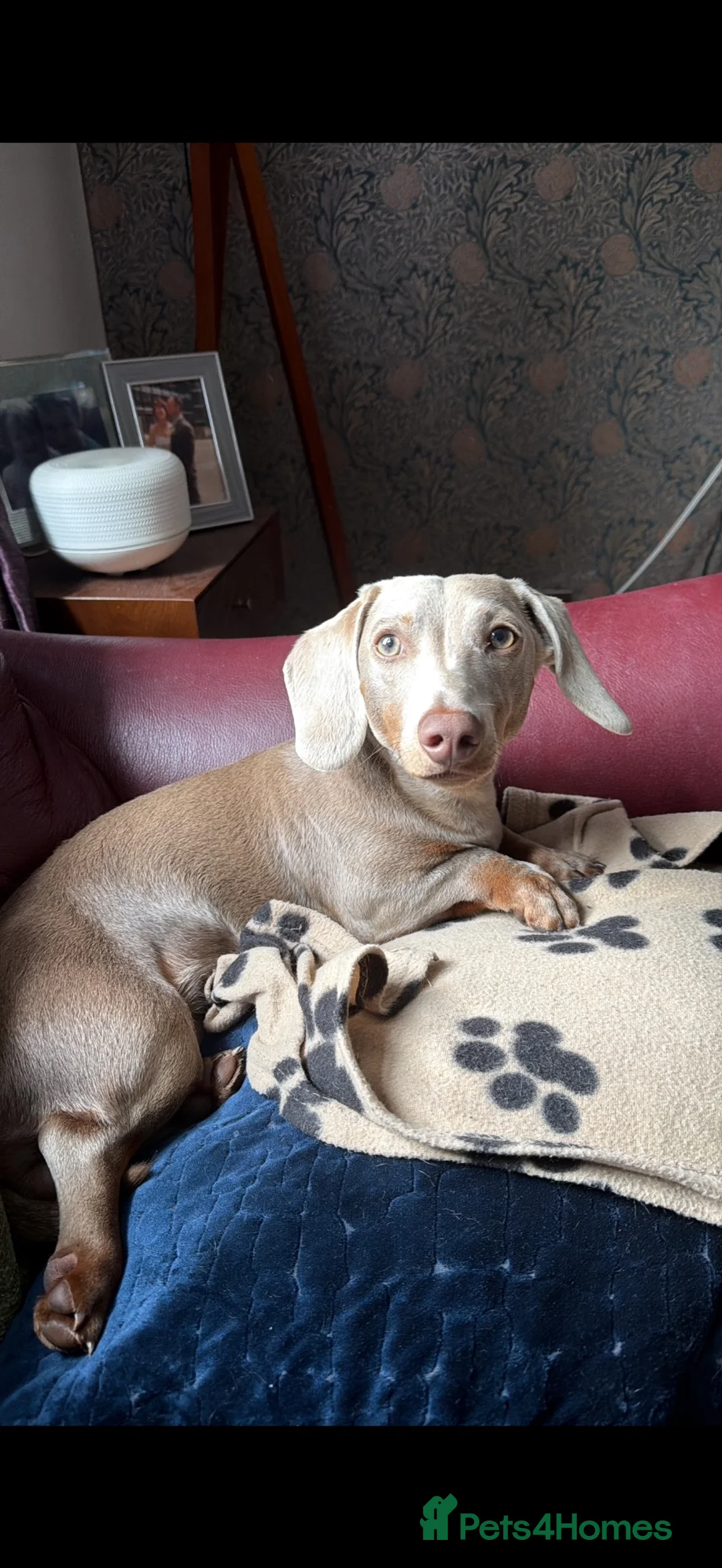 Miniature Dachshund dogs for stud: Isabella and Tan Miniature Daschund  - Advert 7