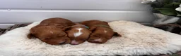 Cockapoo dogs for sale: *Hereditry Clear Cockapoo puppies 🐶* - Advert 7