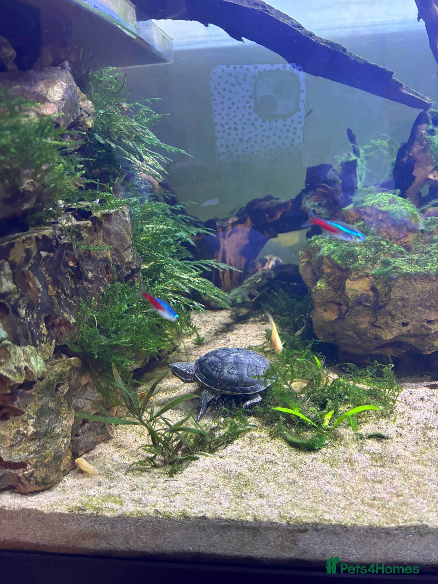 Turtle reptiles 2 Musk Turtles Unsexed in Bournemouth - Advert 1
