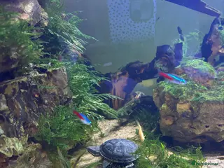 Turtle reptiles 2 Musk Turtles Unsexed in Bournemouth - Advert 1