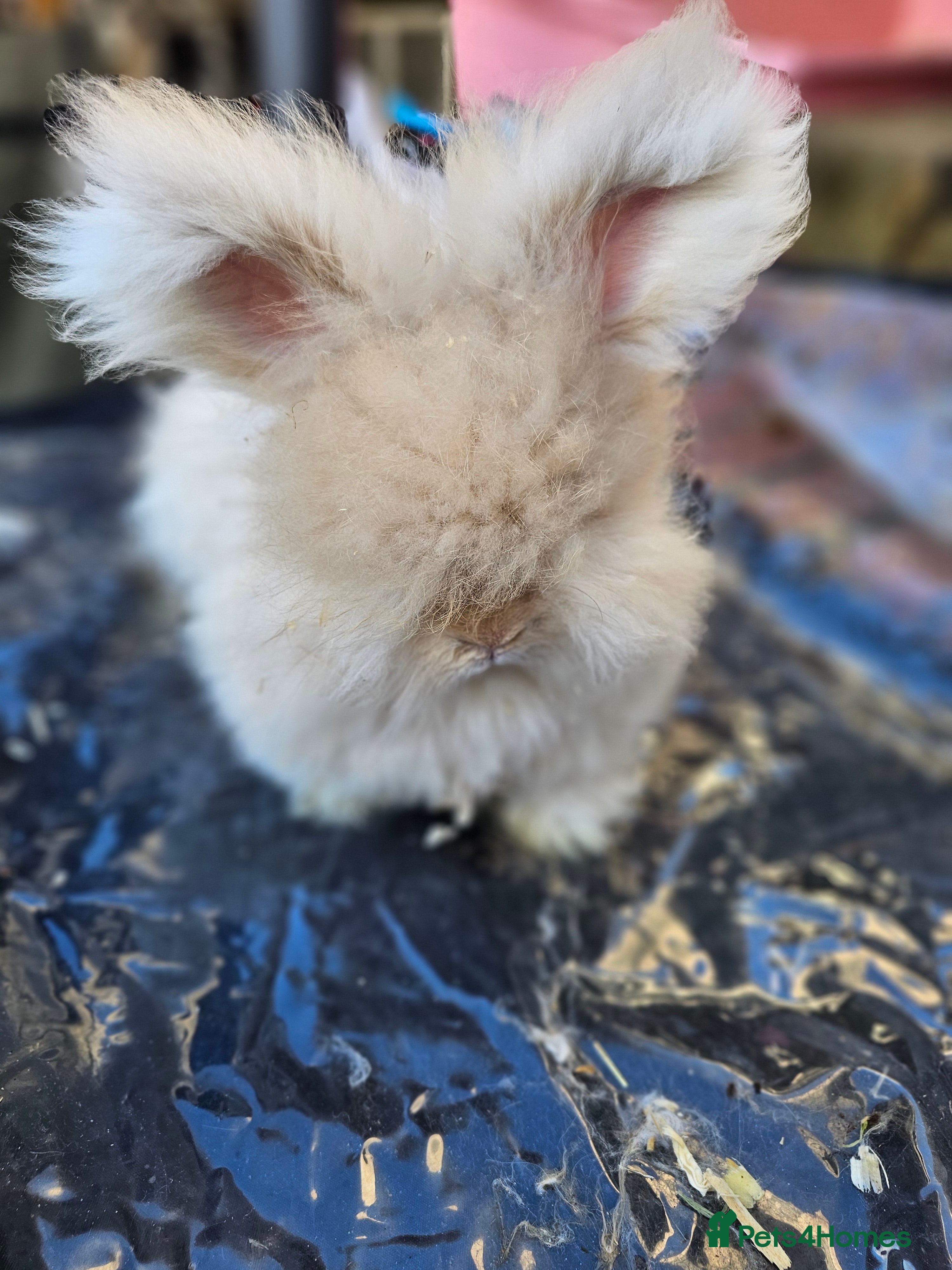 Angora rabbits Beautiful Angora kit - Advert 8