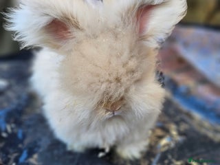 Angora rabbits Beautiful Angora kit - Advert 8