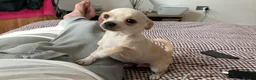 Chihuahua dogs for stud: KC Registered Chihuahua Boy For Stud Use Only in London - Advert 6