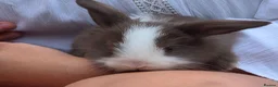 English Lop rabbits for sale: Baby rabbits  in Billericay - Advert 2