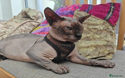 Sphynx cats for sale: Sphynx Bambino for sale with blue eyes  - Image 5