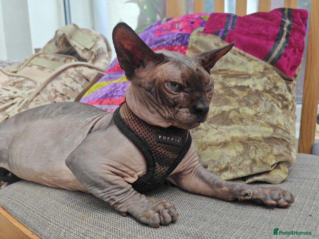 Sphynx cats for sale: Sphynx Bambino for sale with blue eyes  - Image 5