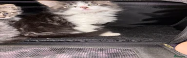 Maine Coon 1